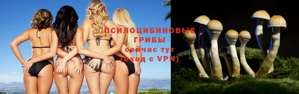 дурь Тавда